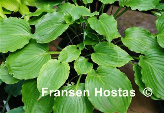 Hosta Mirror Lake